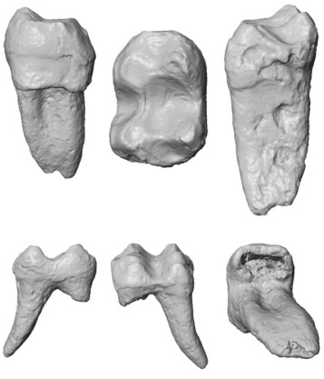 CT scans of the fossil monkey tooth
